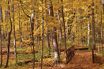 Wooden bridge through a forest. Link to Donor-Advised Funds