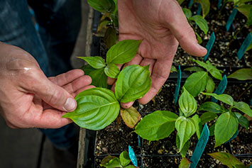 Holding leaves. Link to Beneficiary Designations