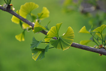 Closeup of a plant. Link to Gifts from Retirement Plans