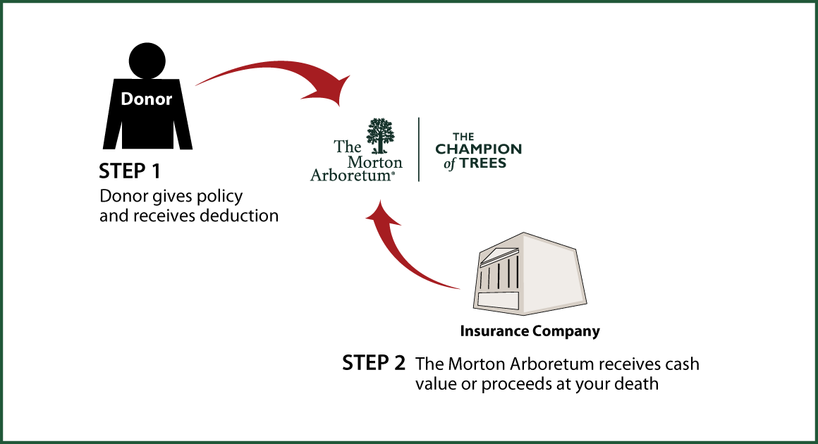 Life Insurance Policy Thumbnail