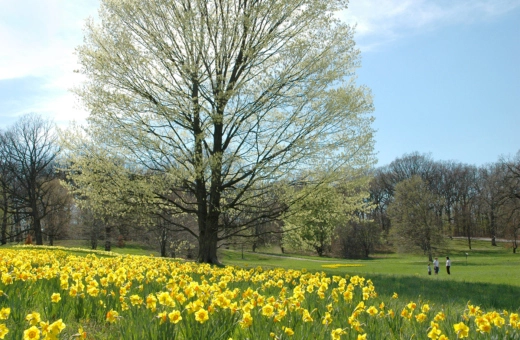 Daffodils on a hillside near the beech collection in spring
