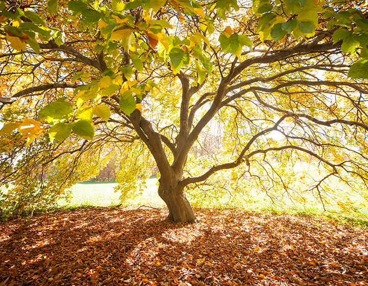 Member looking at an acorn on an oak tree