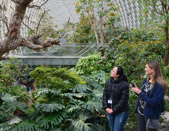 Member looking at an acorn on an oak tree