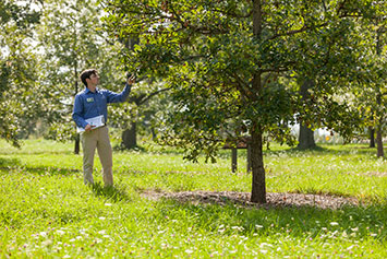 Man inspecting a tree. Link to Life Stage Gift Planner Under Age 60 Situations.