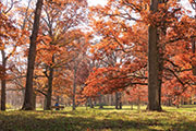 fall trees